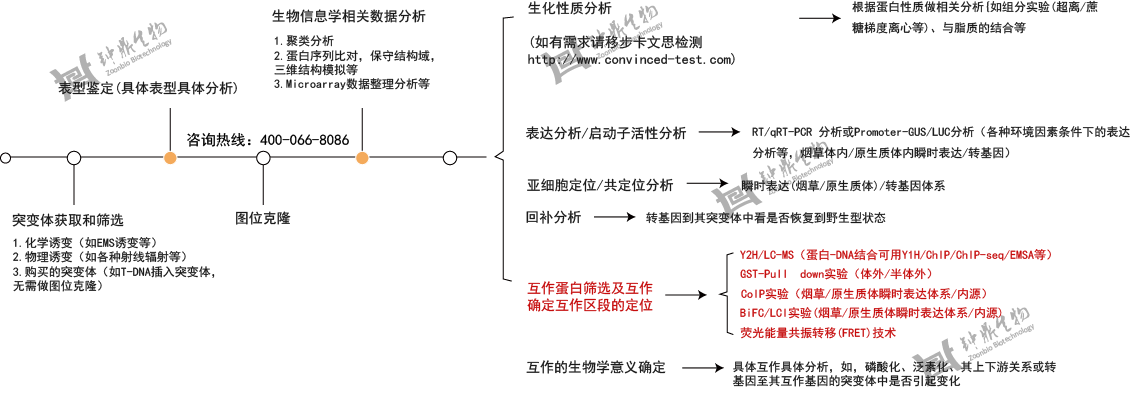 植物正向遗传学研究典型策略